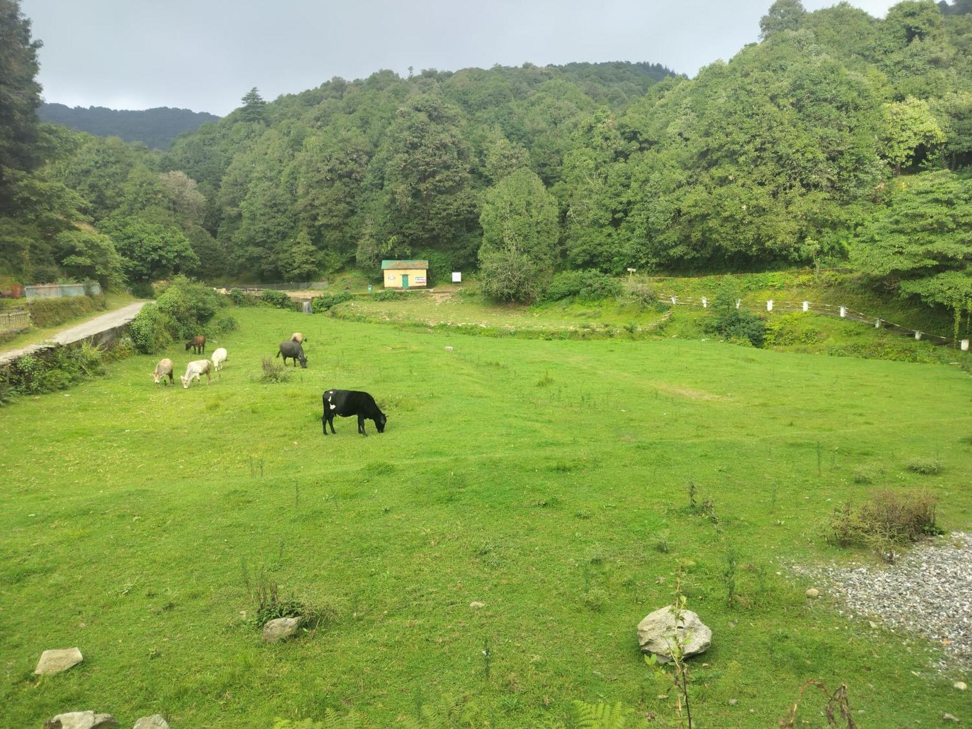 Simba Jungle Lodge, Binsar Wildlife Sanctuary Eksteriør bilde